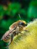 Megachile lagopoda